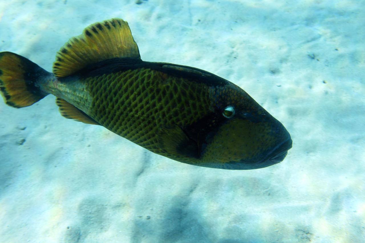 Titan triggerfish over the reef