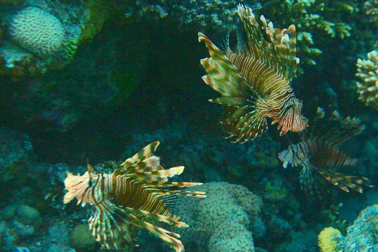 Lionfish among the coral
