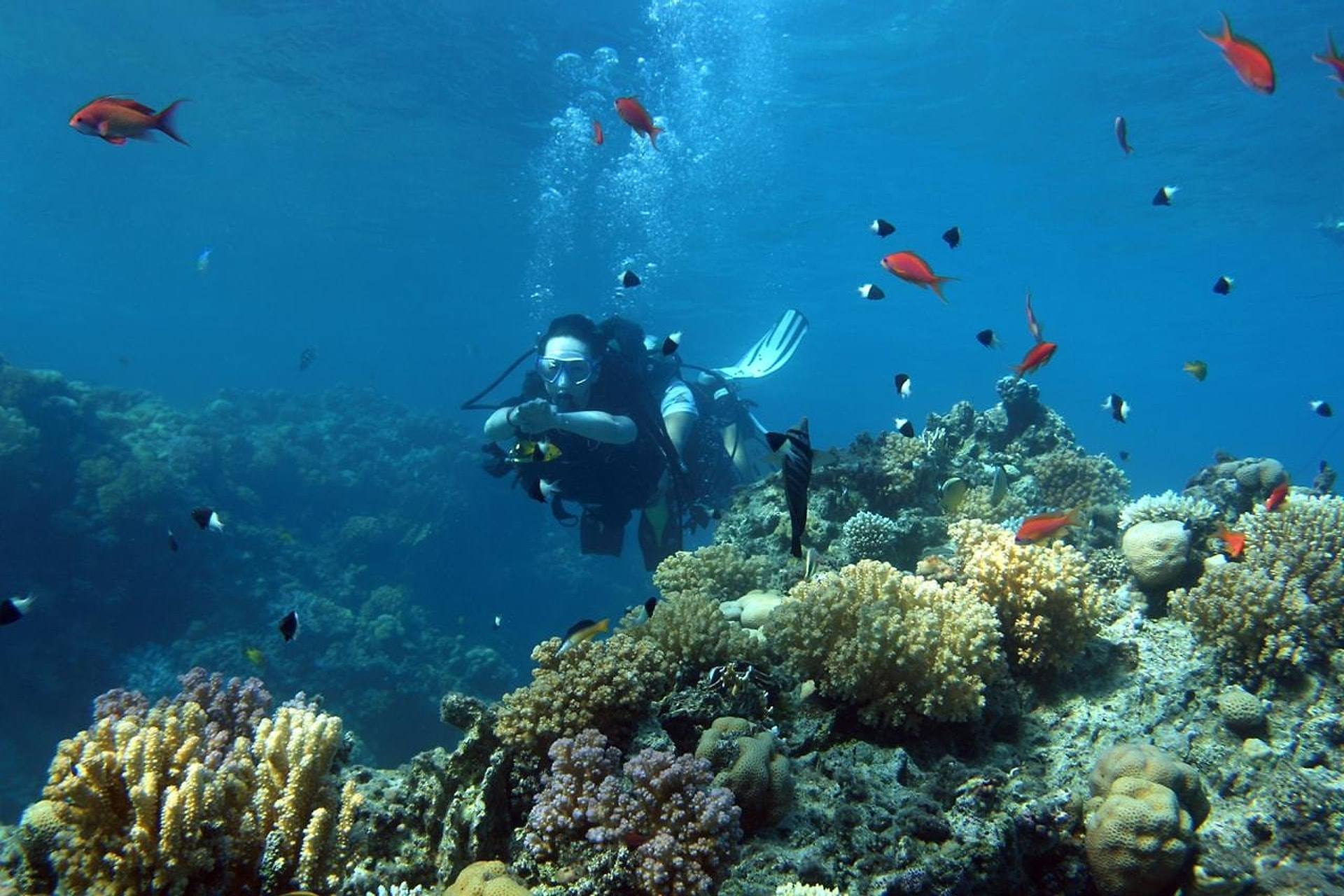 Diver above a coral garden with reef fish