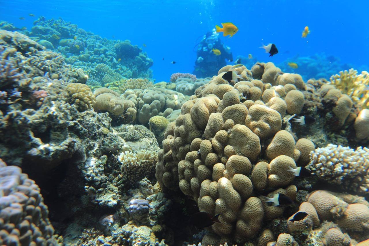Hard coral formations on the reef