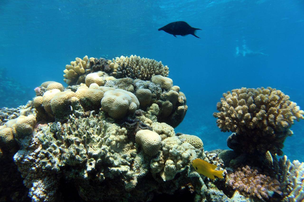 Coral heads and a reef fish in clear water