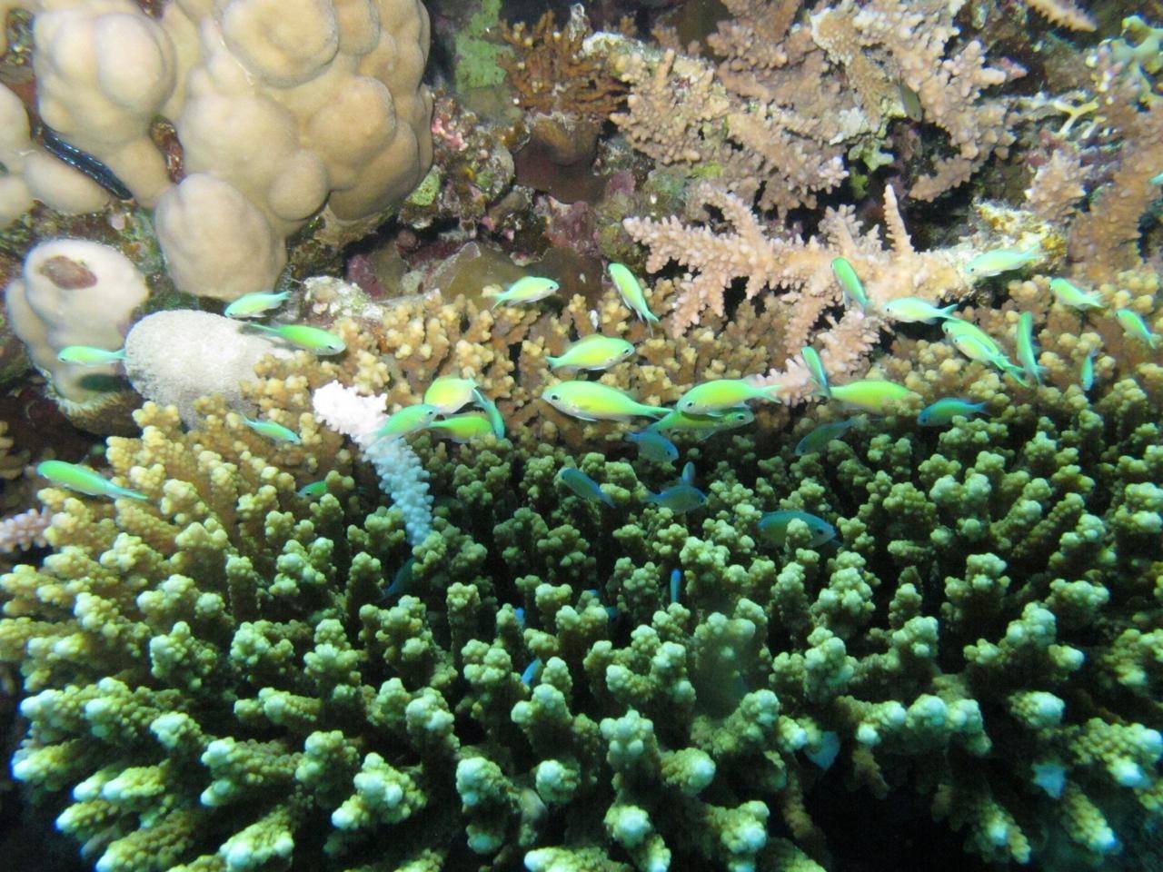 Close-up of soft coral and an anemone