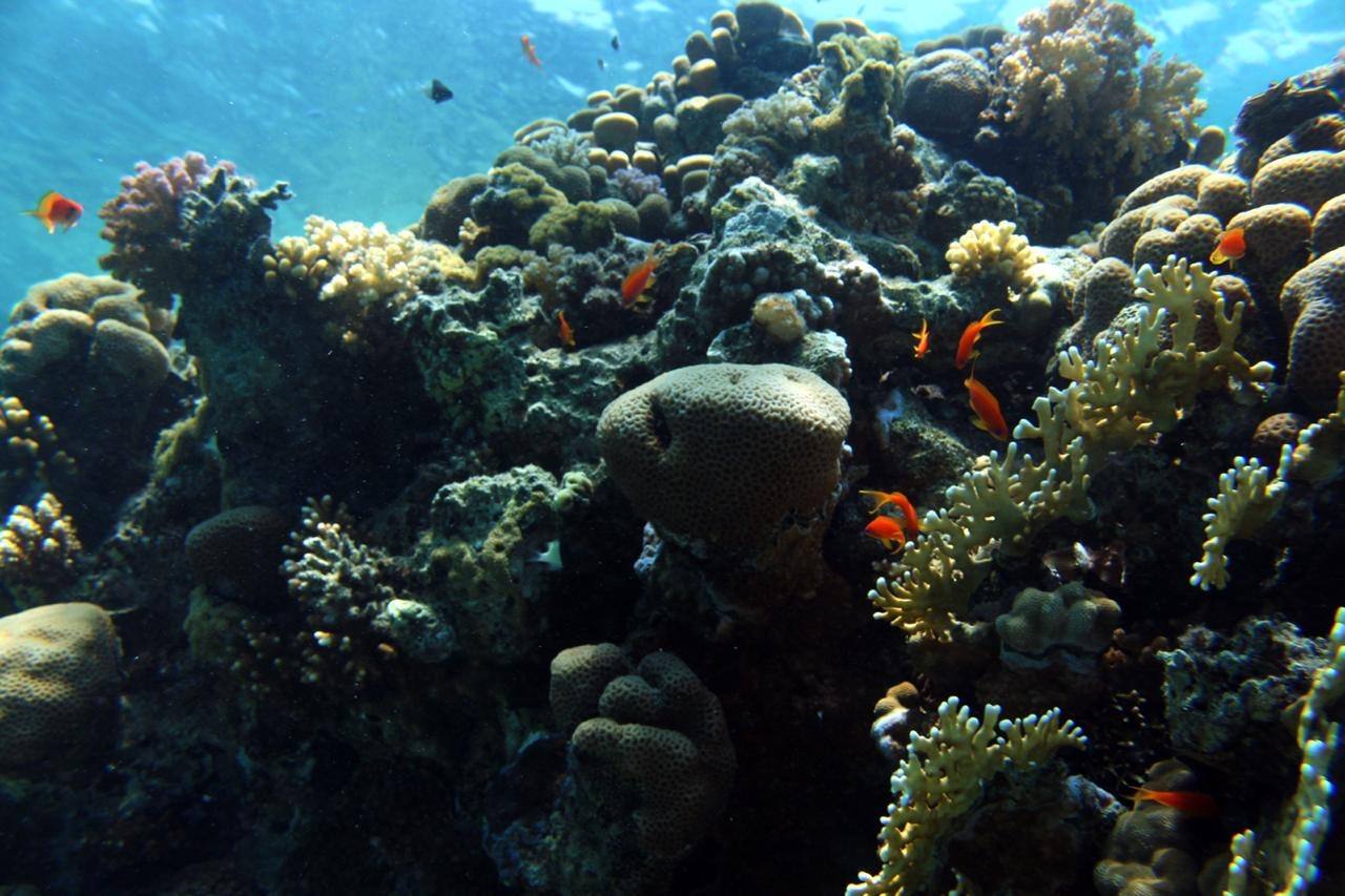 Colourful reef with corals and fish