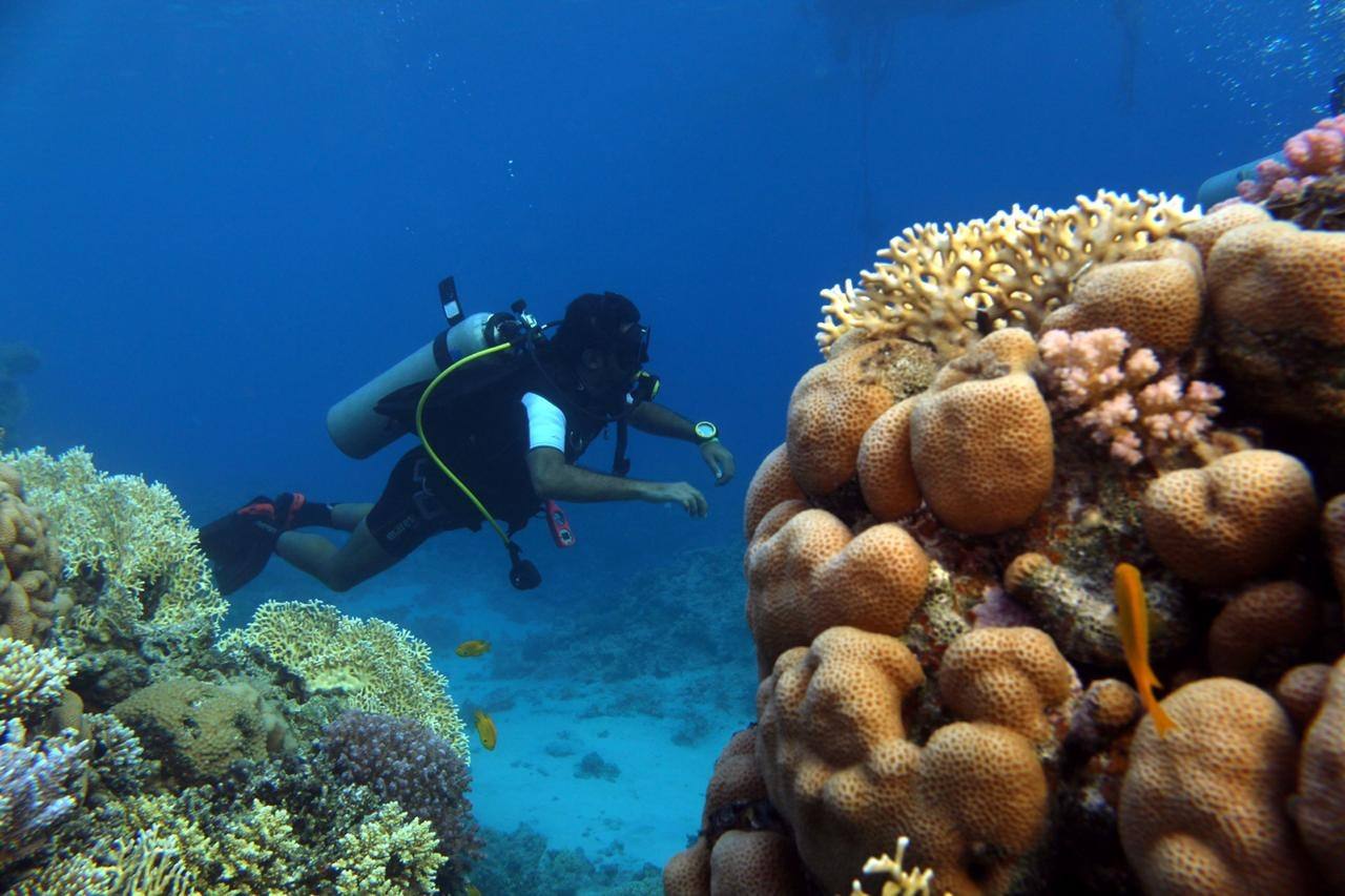 Diver beside a large coral boulder