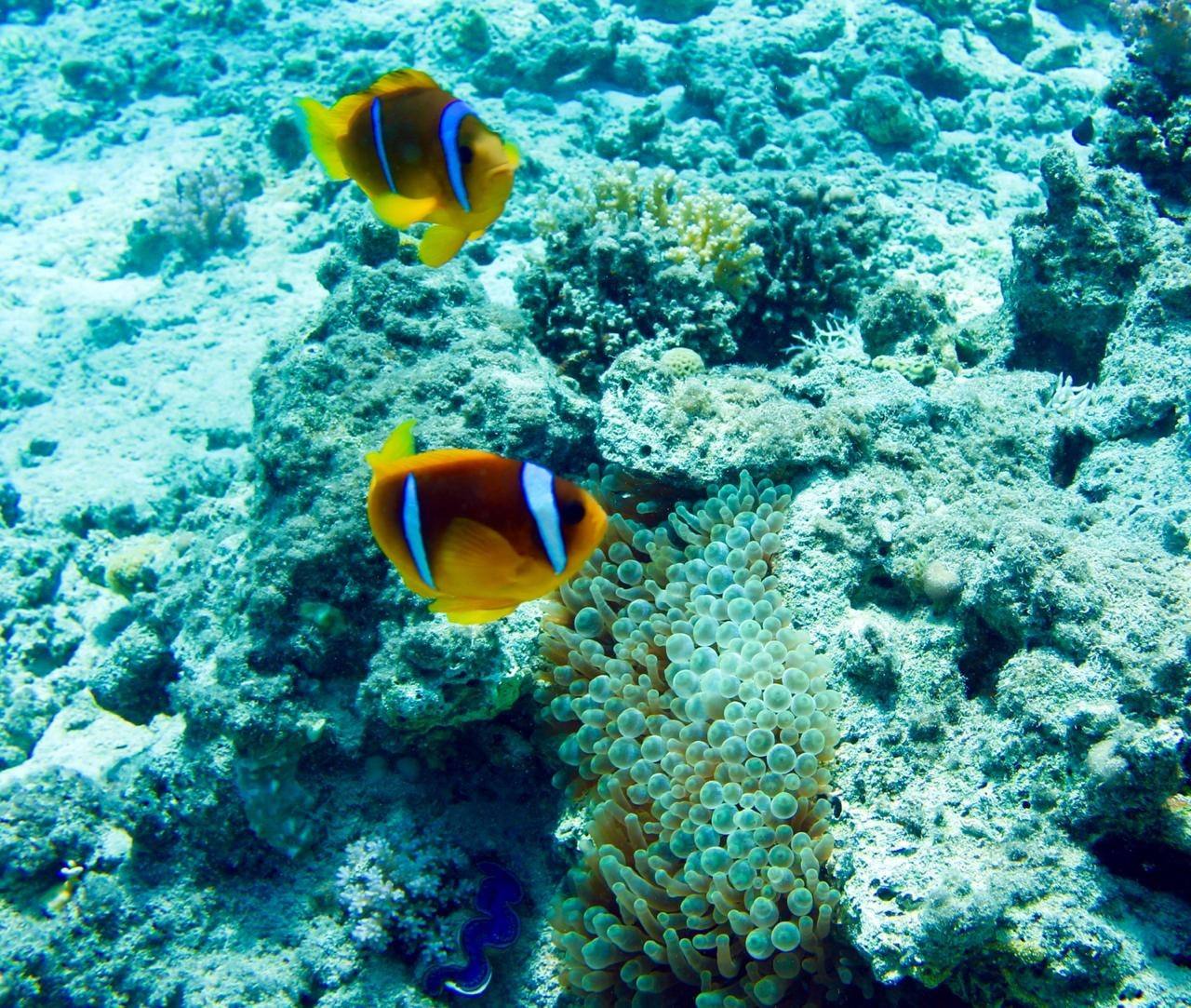 Clownfish in an anemone